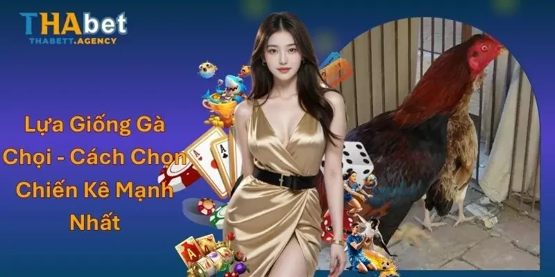 Lựa Giống Gà Chọi - Cách Chọn Chiến Kê Mạnh Nhất