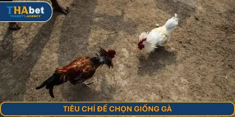 Tiêu chí để lựa giống gà chọi